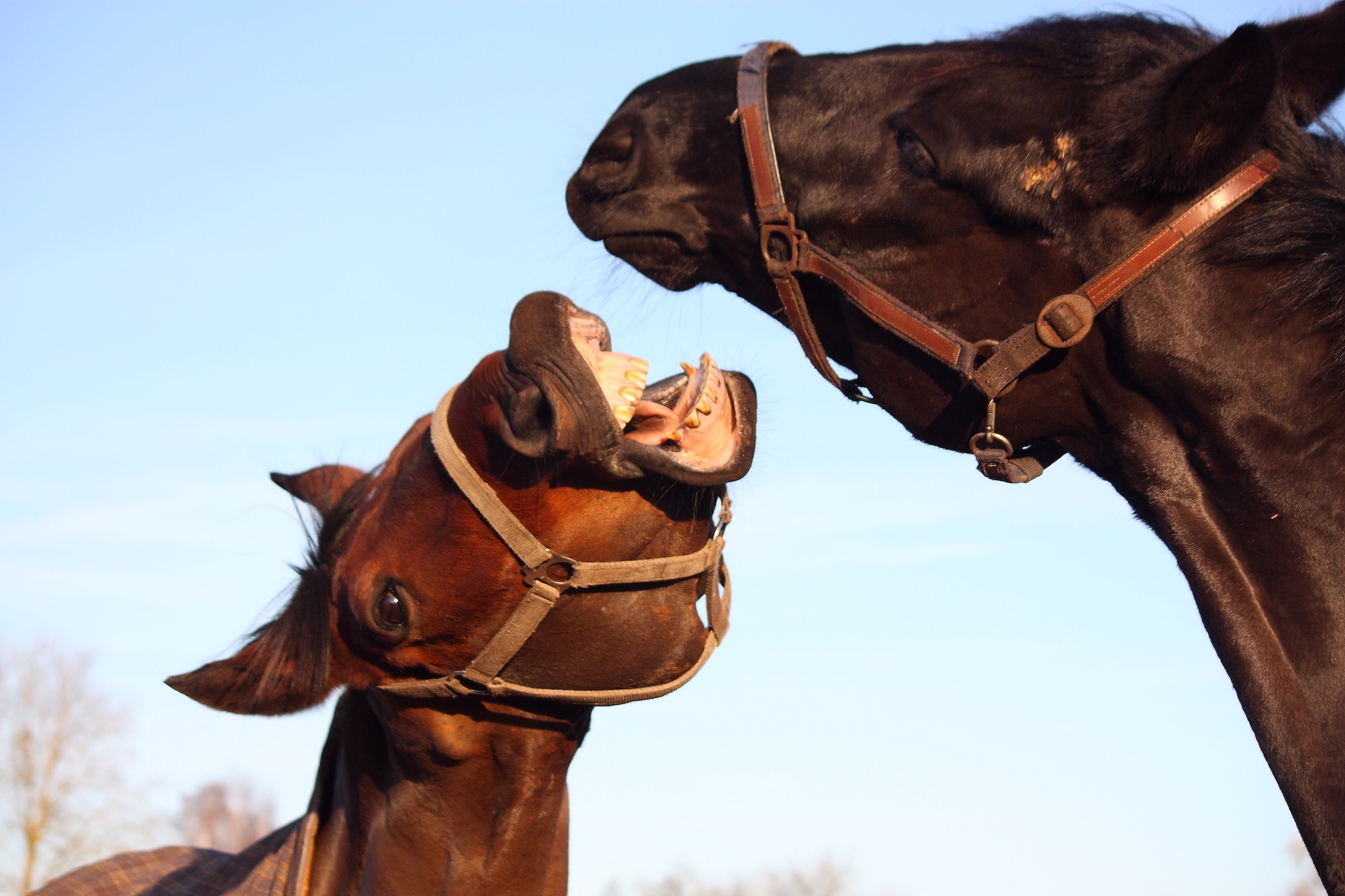 stock hormonal mare SML