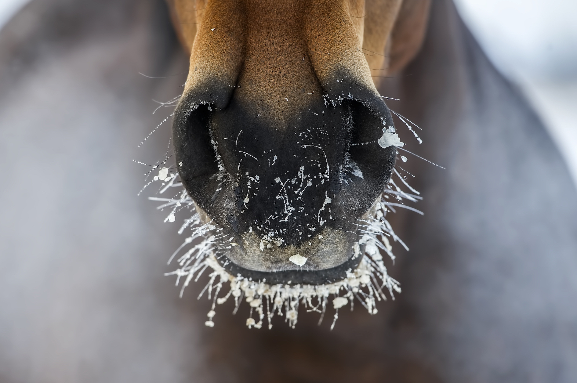 stock horse cold SML