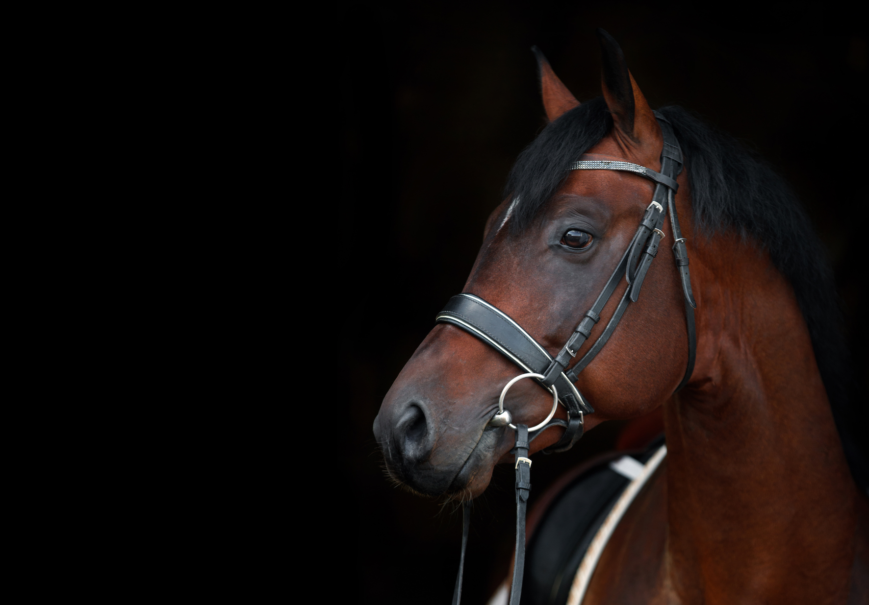 stock horse head blackbackground CRPP