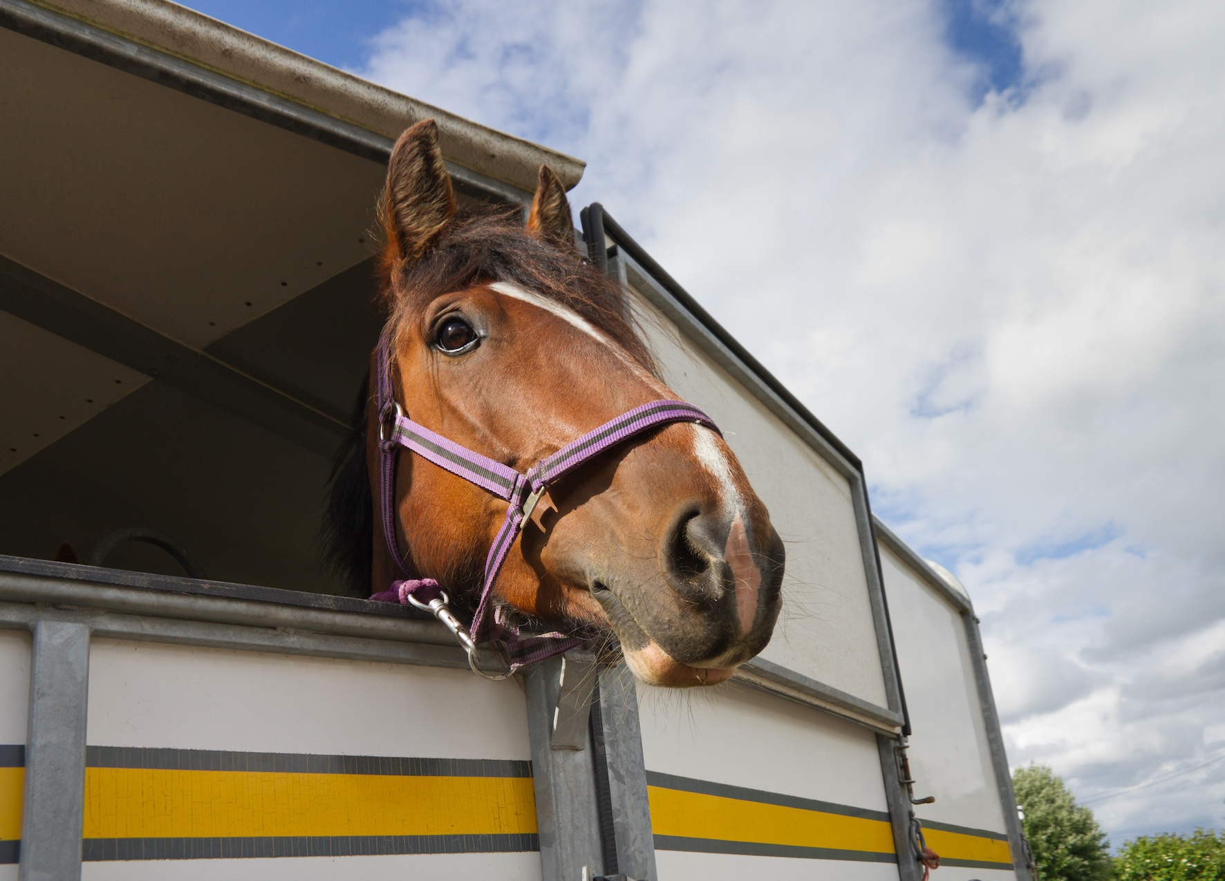 stock horse in float