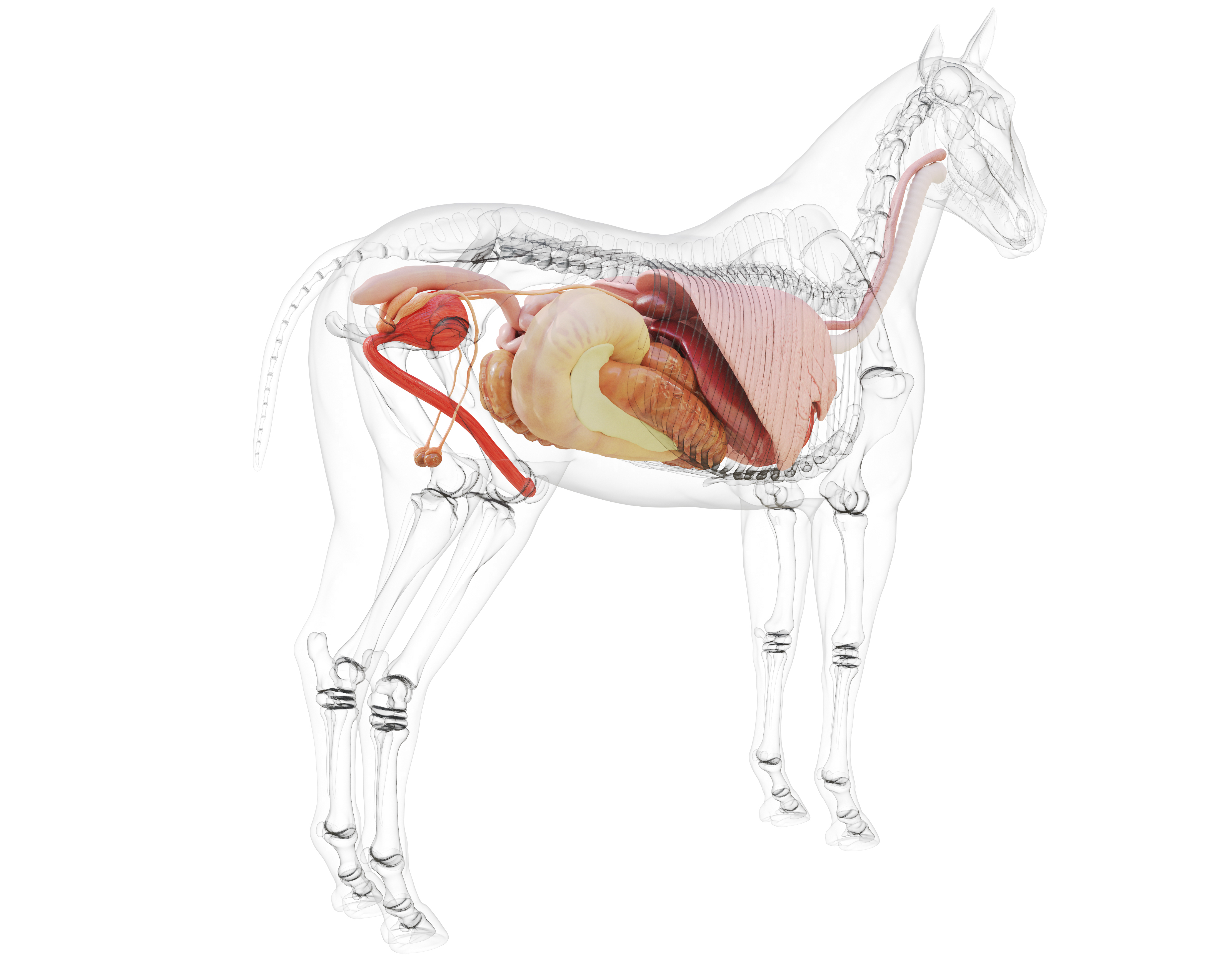 stock horse intestines SMLL