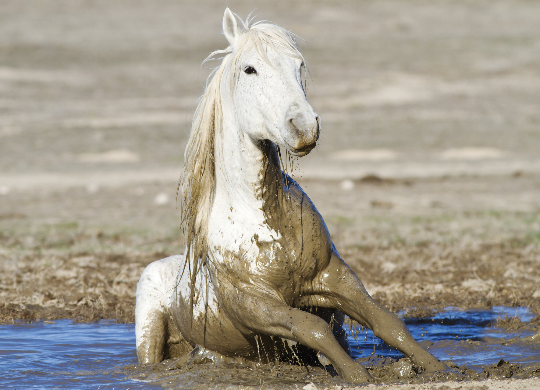 stock horse mud SML