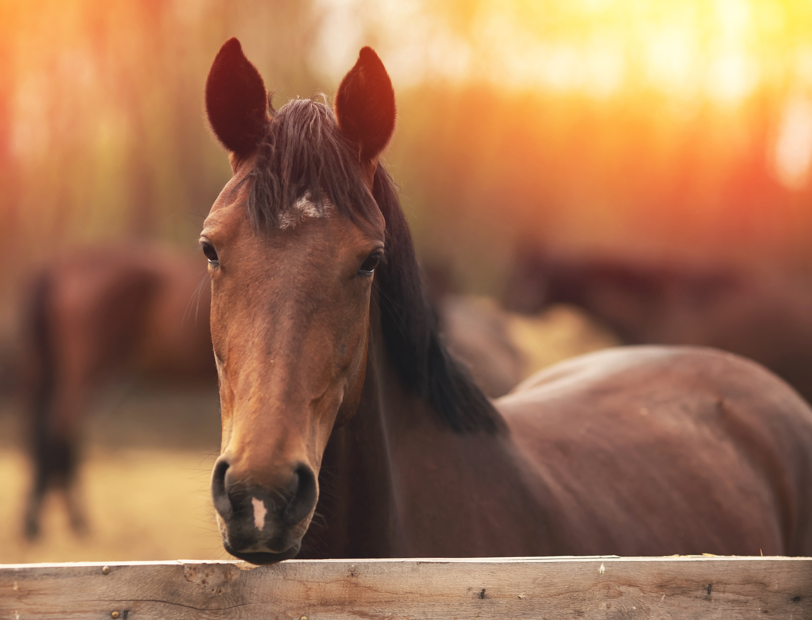 stock horse outside smll