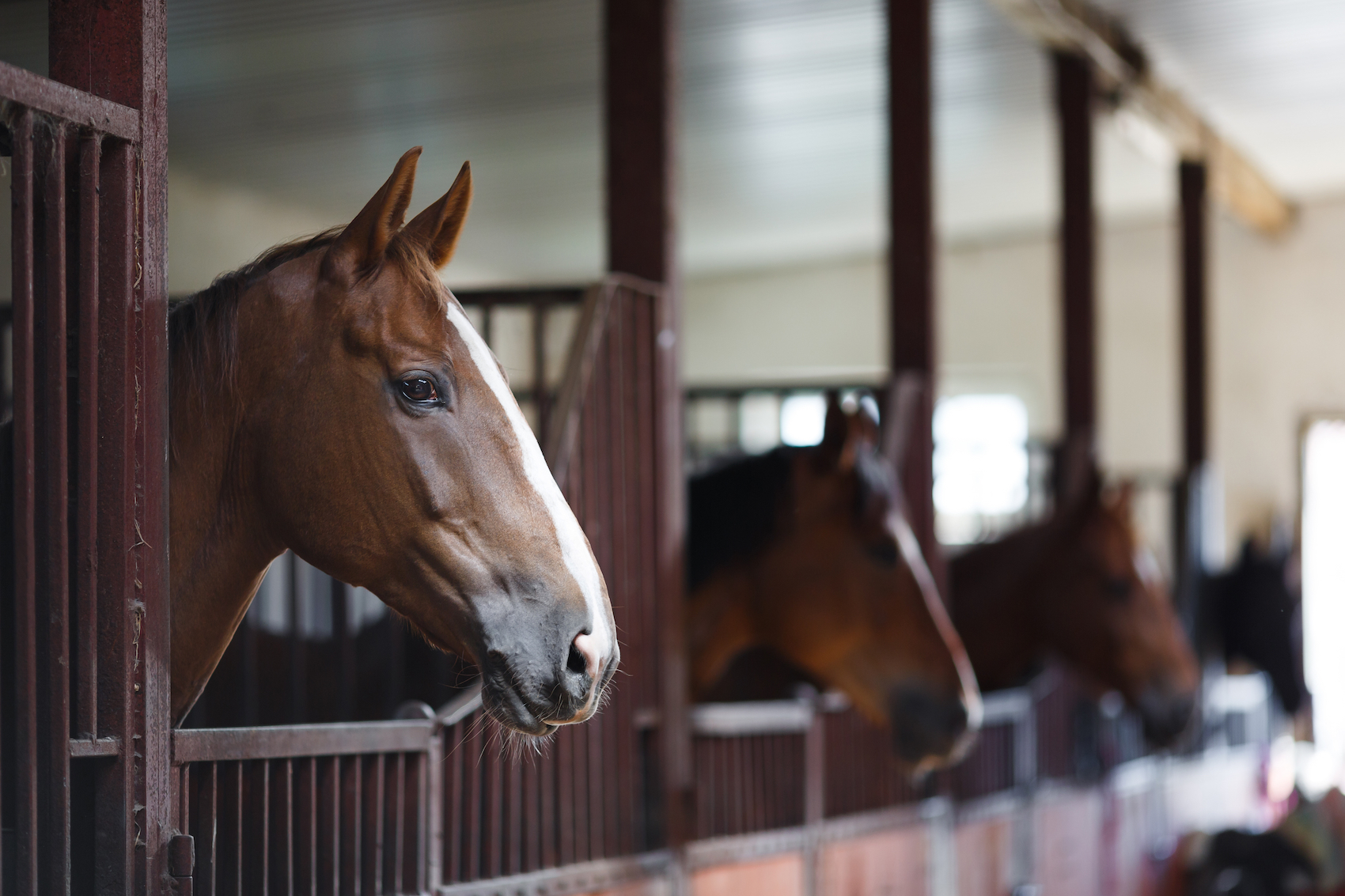 stock horse stables SMLL