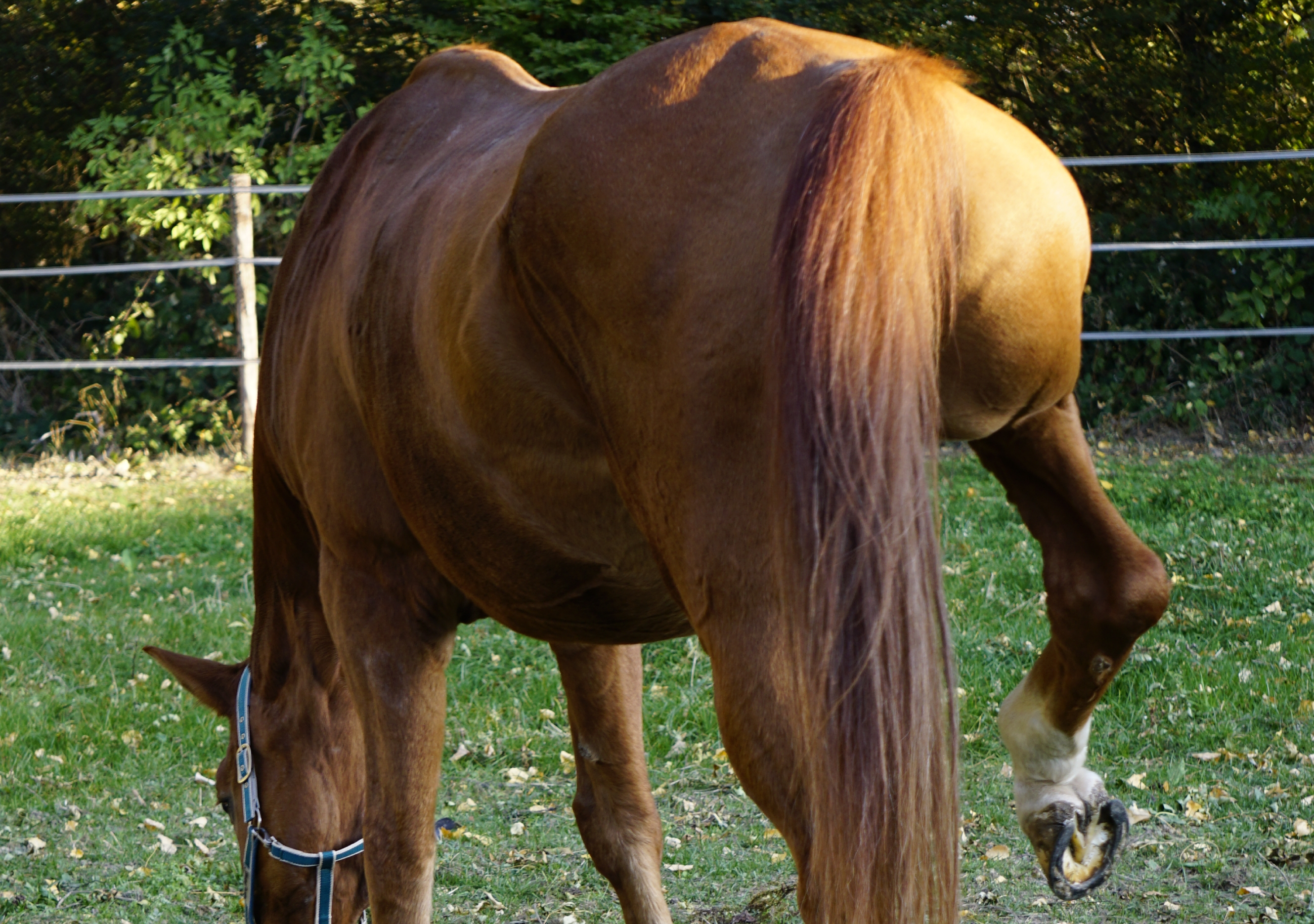 Horse with Shivering Syndrom