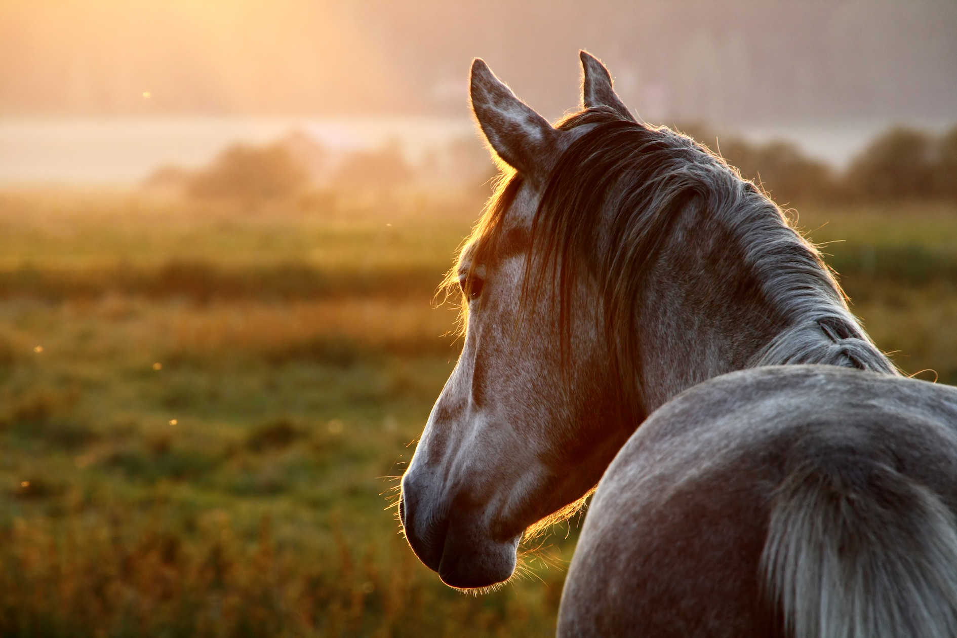 stock horsegazing SMLL