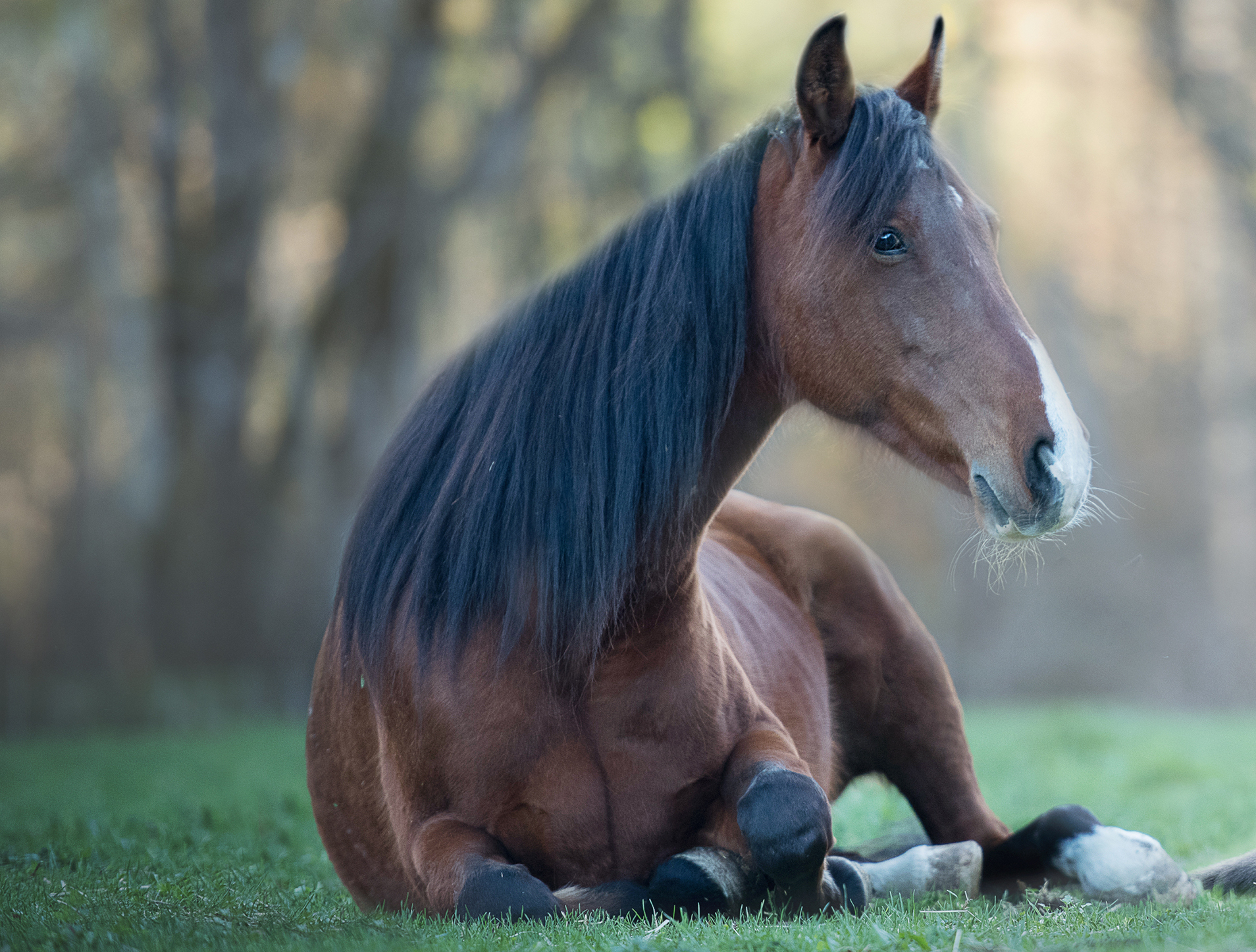 stock horselying down SML