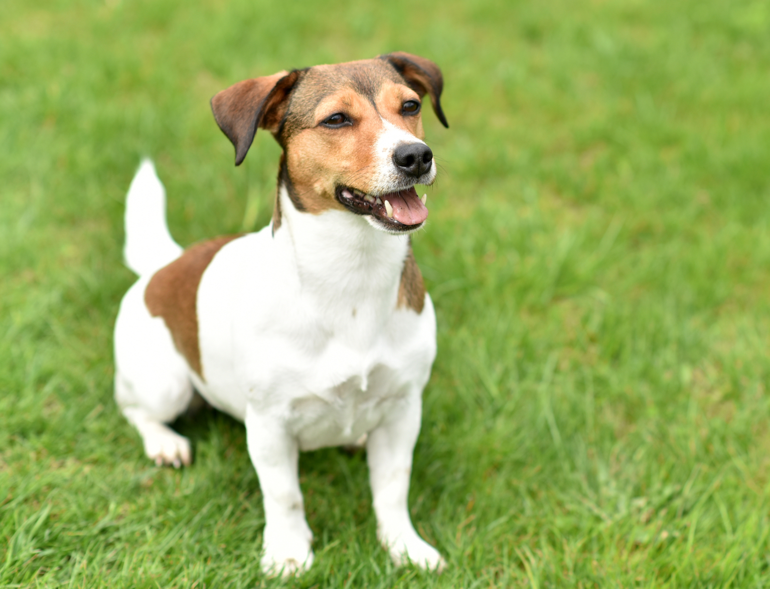 stock jackrussel SMLL