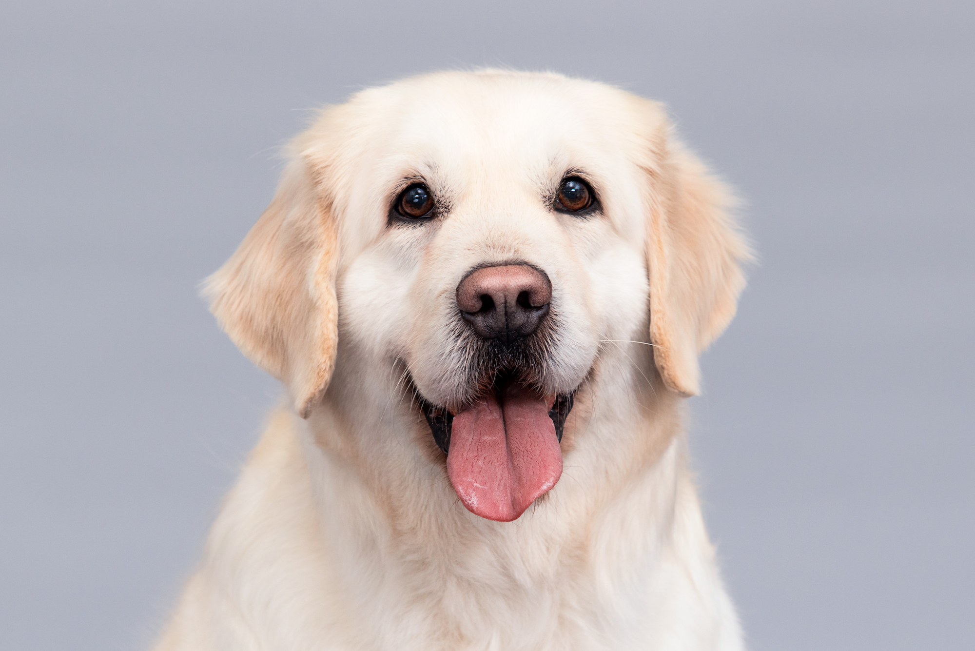 portrait of golden retriever dog with tongue