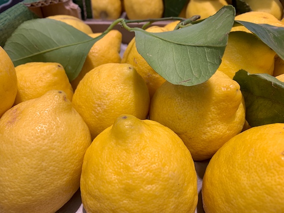 stock lemon SMLL