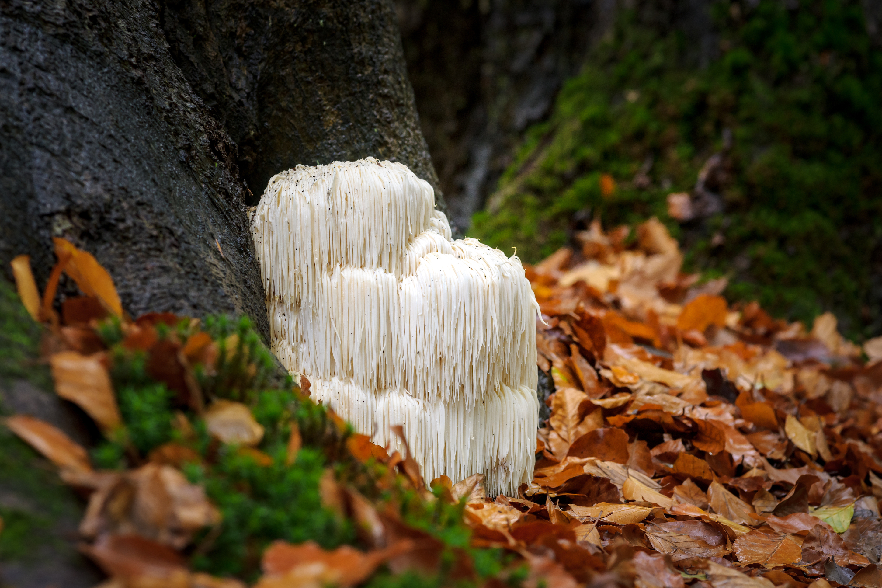 The rare Edible Lion's Mane Mushroom / Hericium Erinaceus / pruikzwam in the Forest. Beautifully radiant and striking with its white color between autumn leaves and the green moss. 