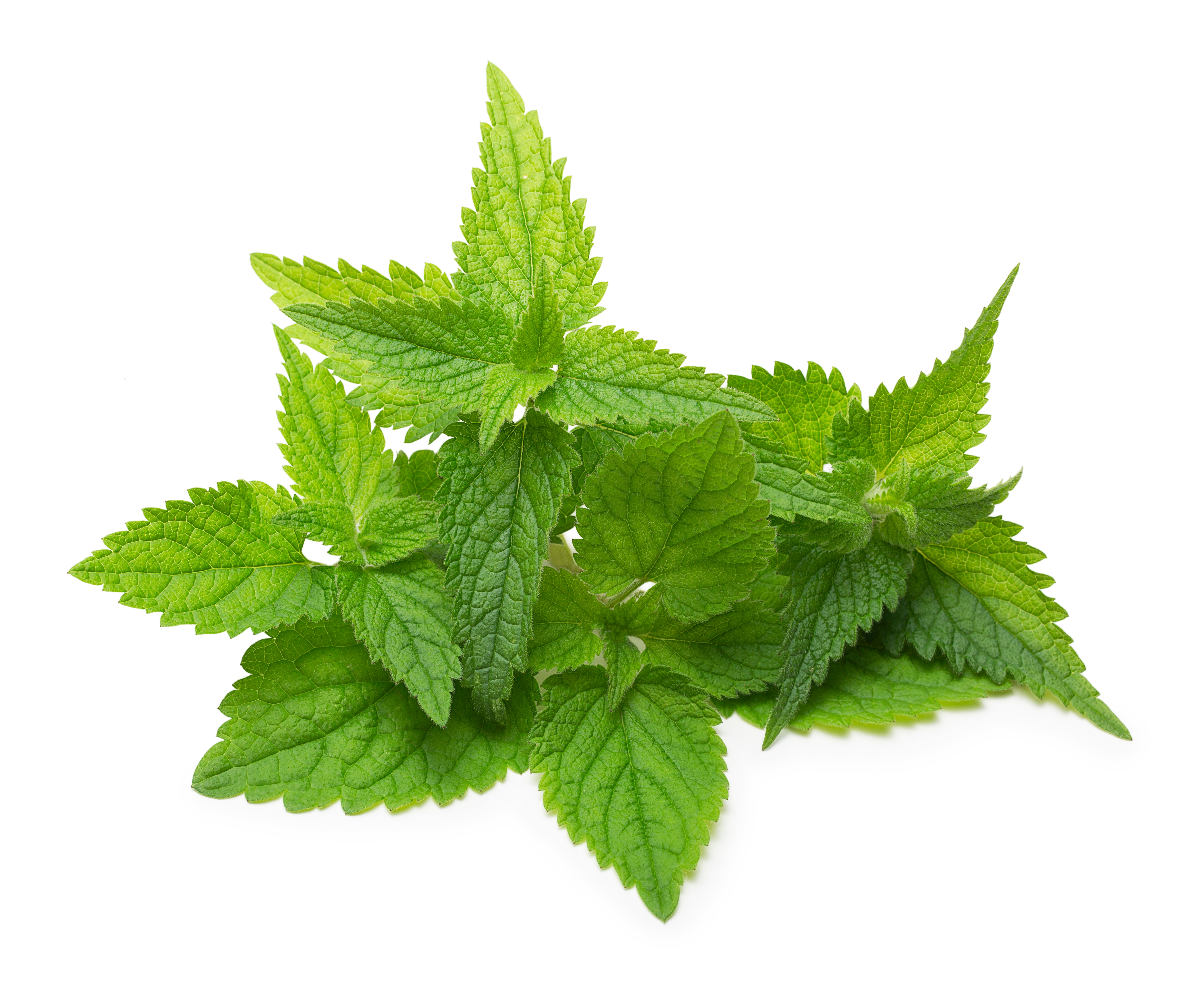 stock nettle SML