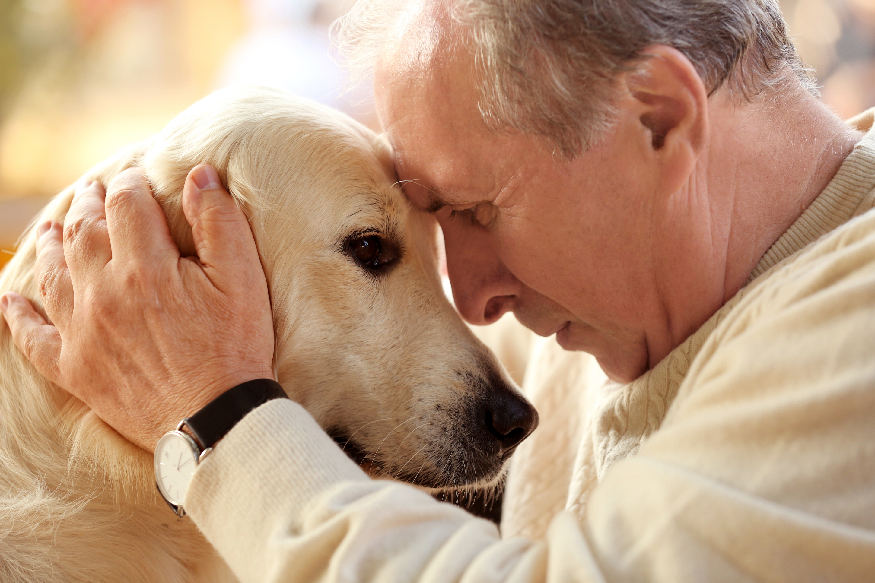 Six typical health concerns of the older dog - McDowell's Herbal Treatments