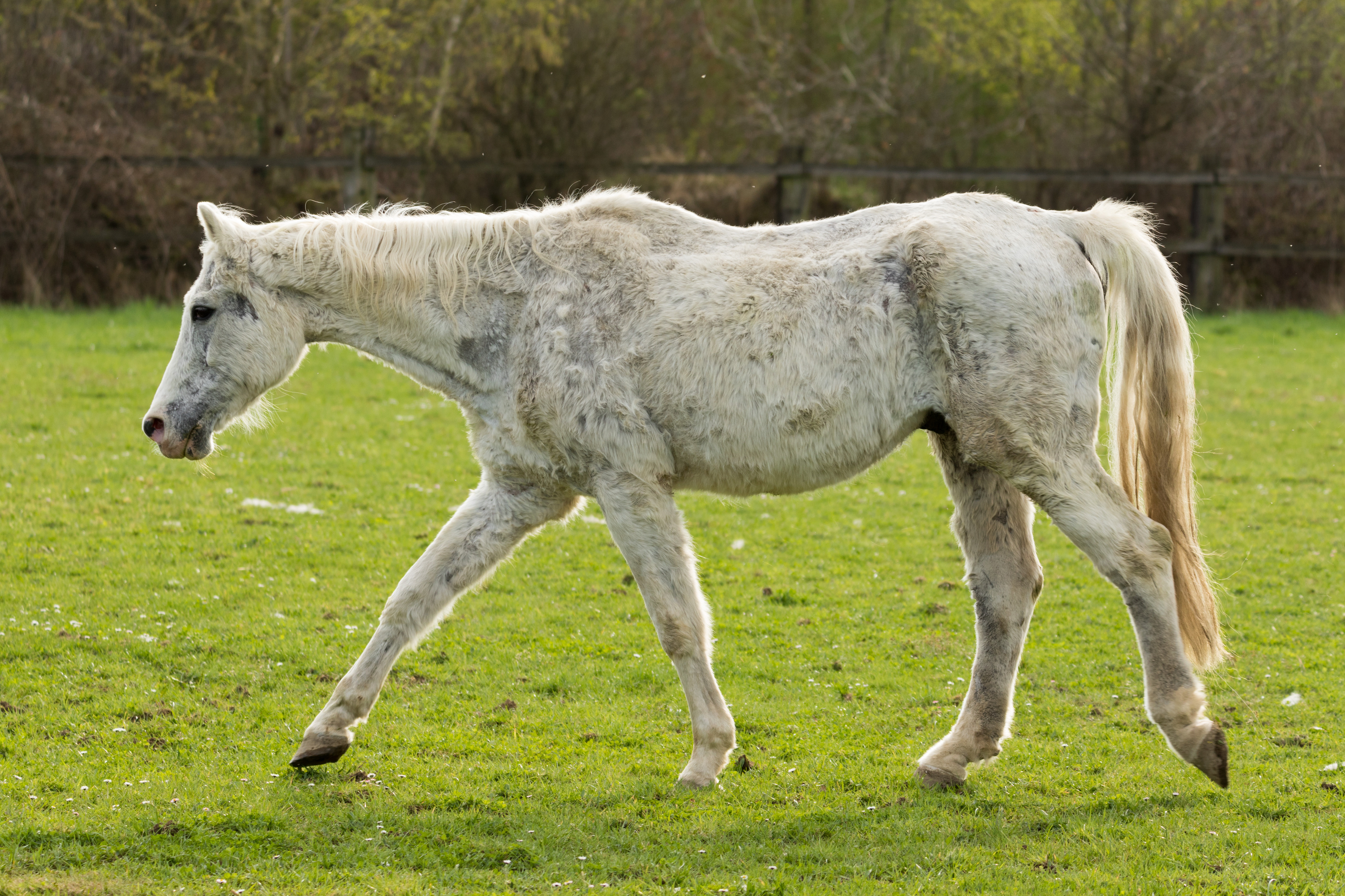 Very old horse, white horse, goes to the paddock