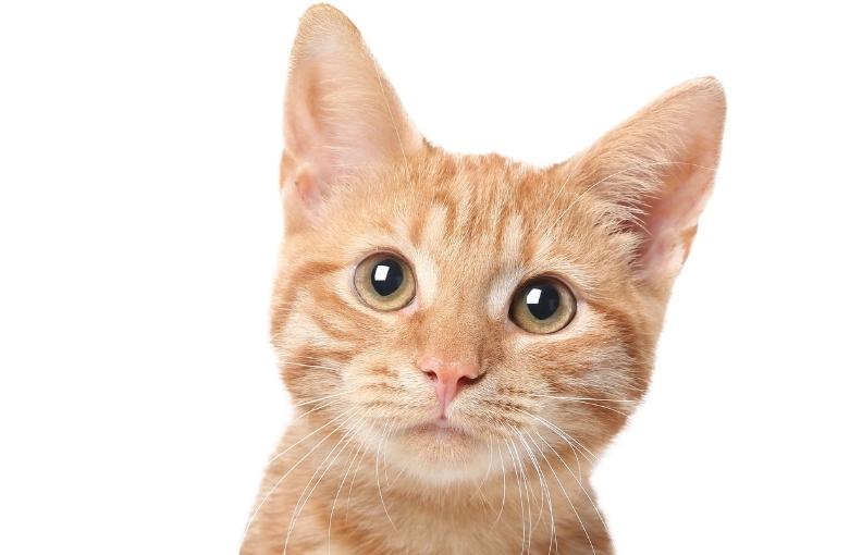 Inflammatory bowel disease in cats natural treatment top