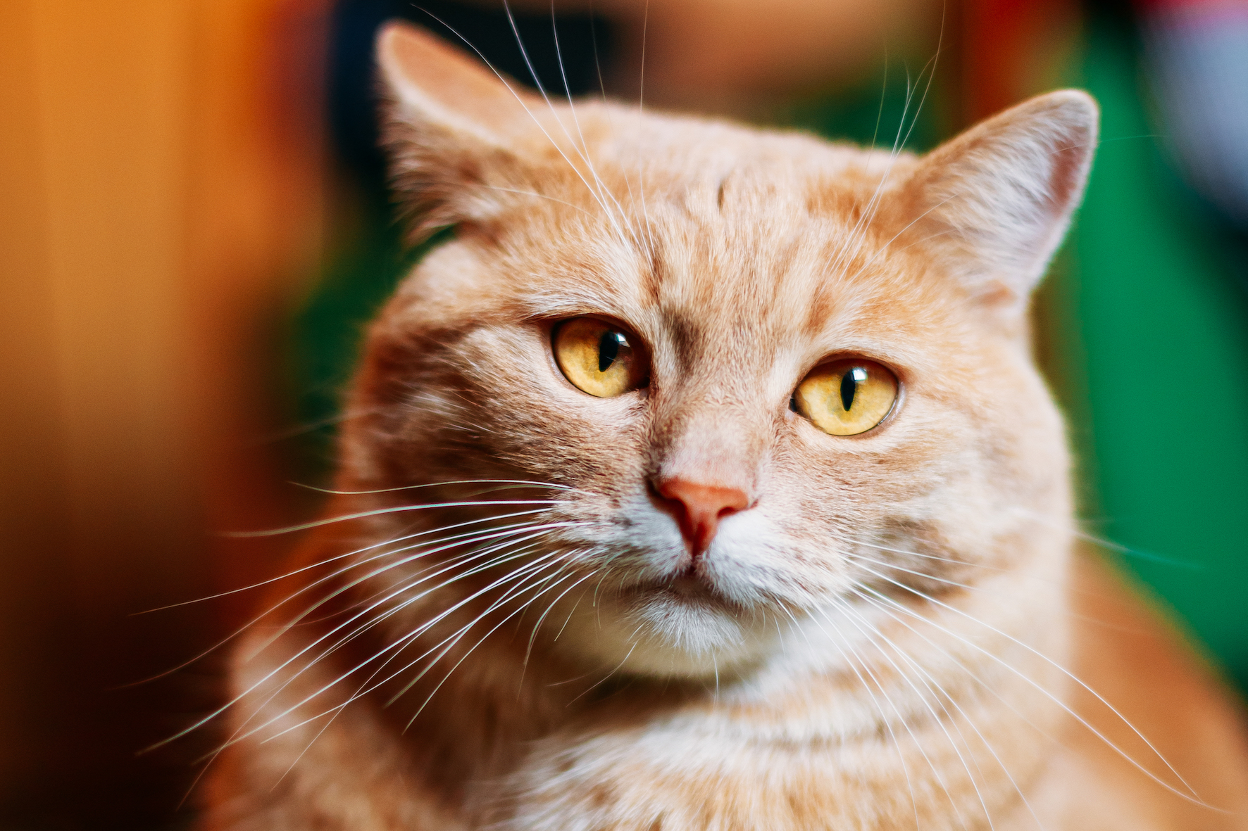 stock orange red cat male kitten small