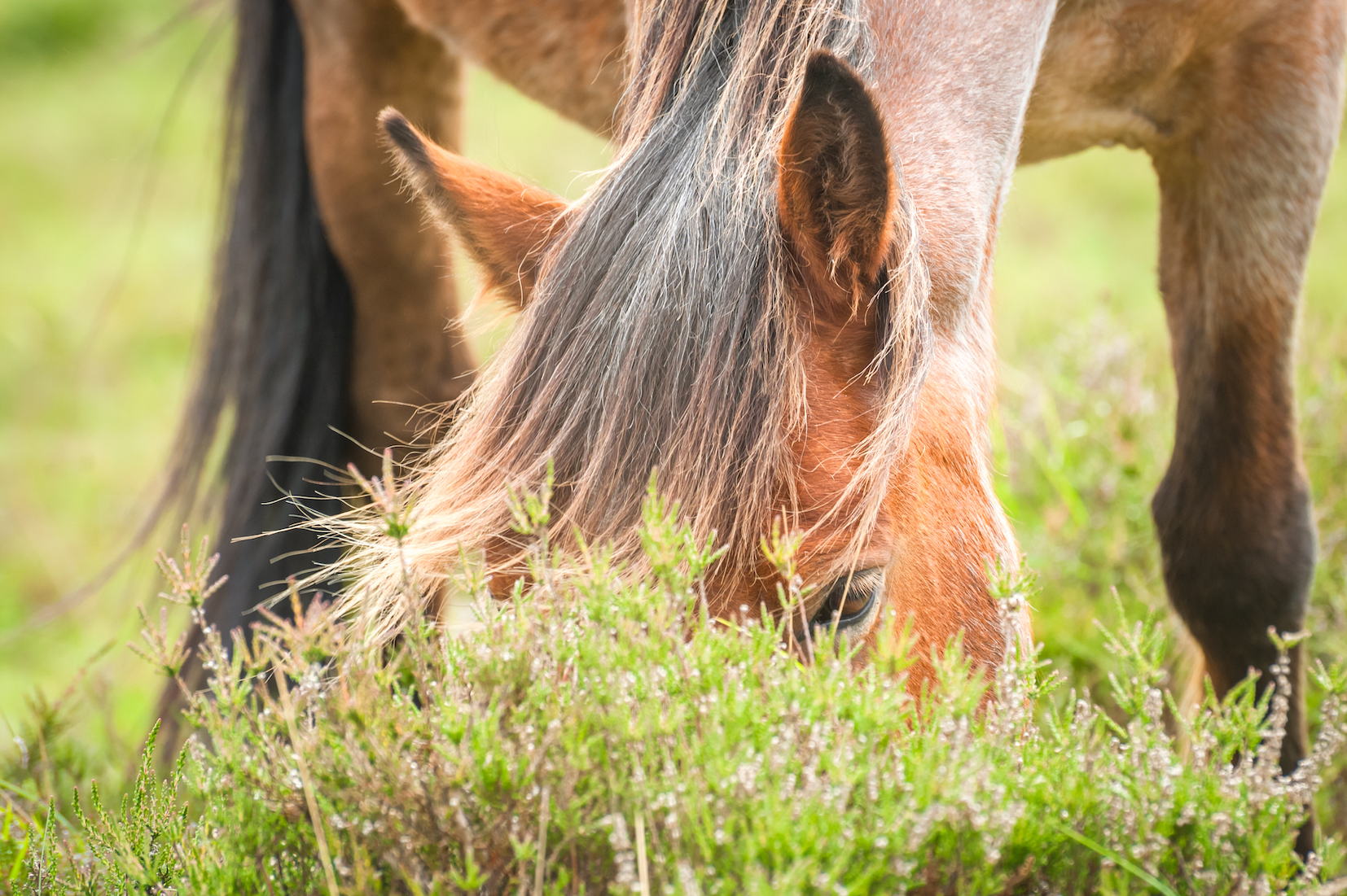 stock pony grazing SMLL