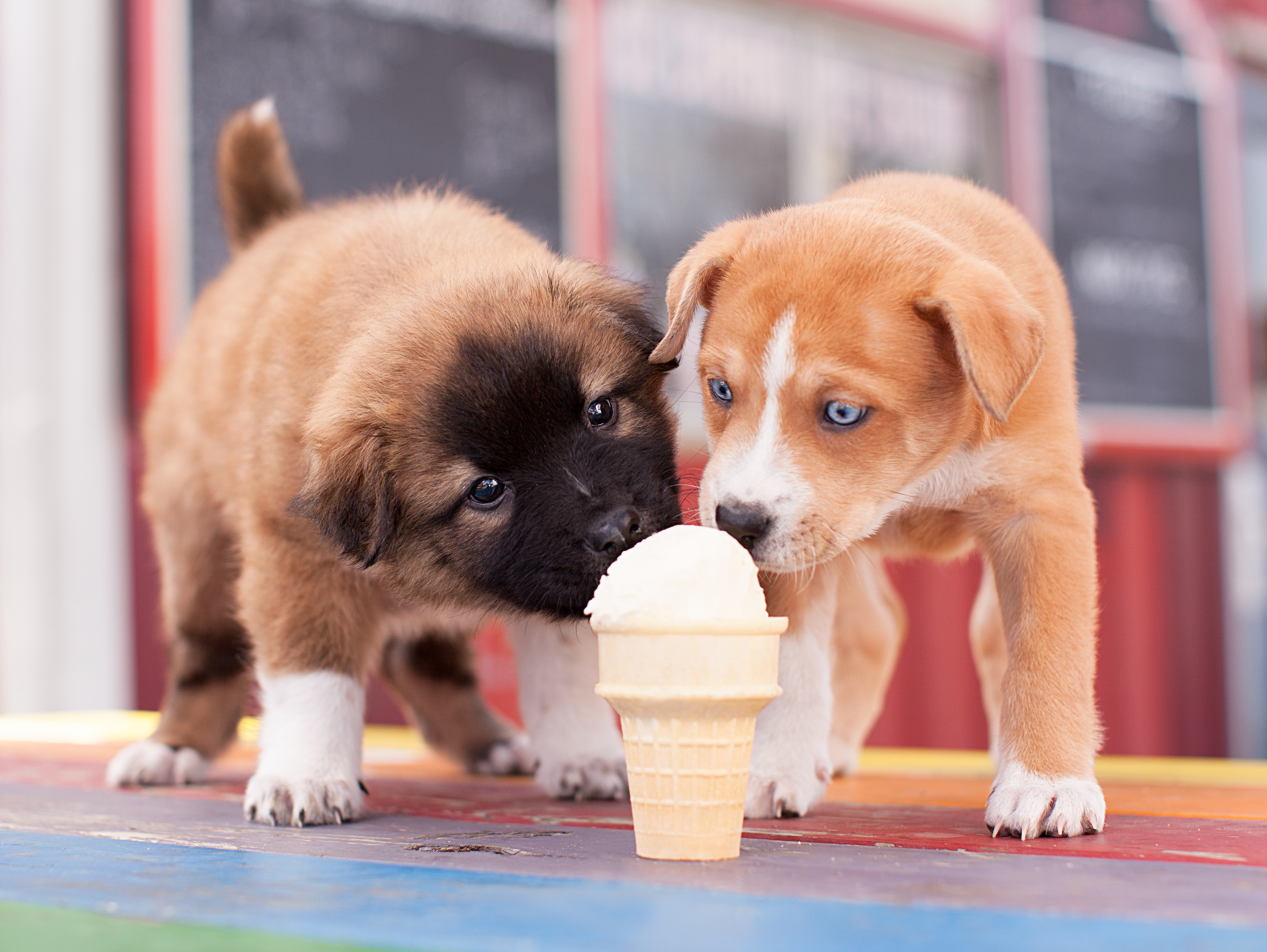 stock puppies icecream SML