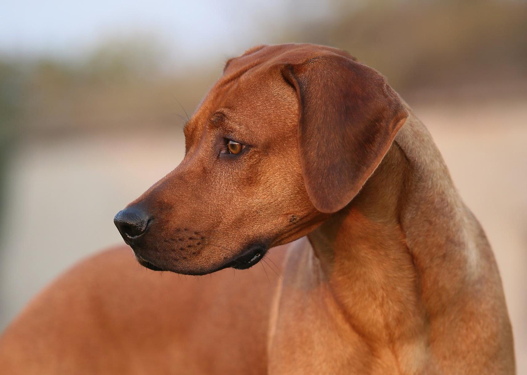 stock rhodesianridgeback SML