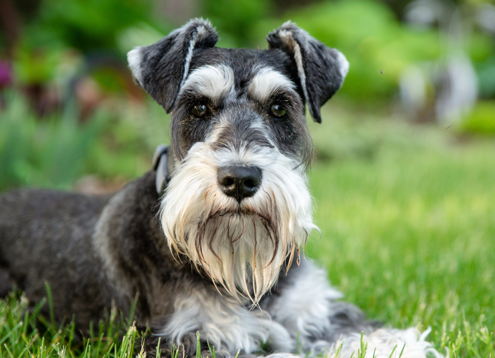 stock schnauzers LRG