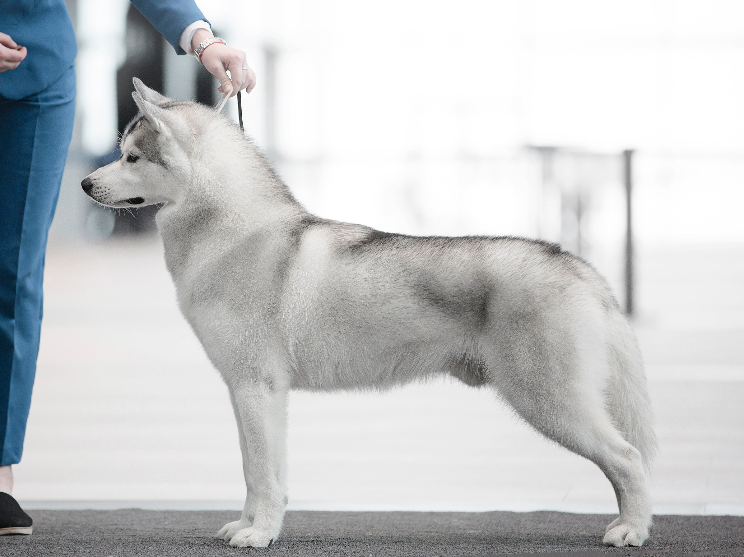 Grey siberian husky stacked