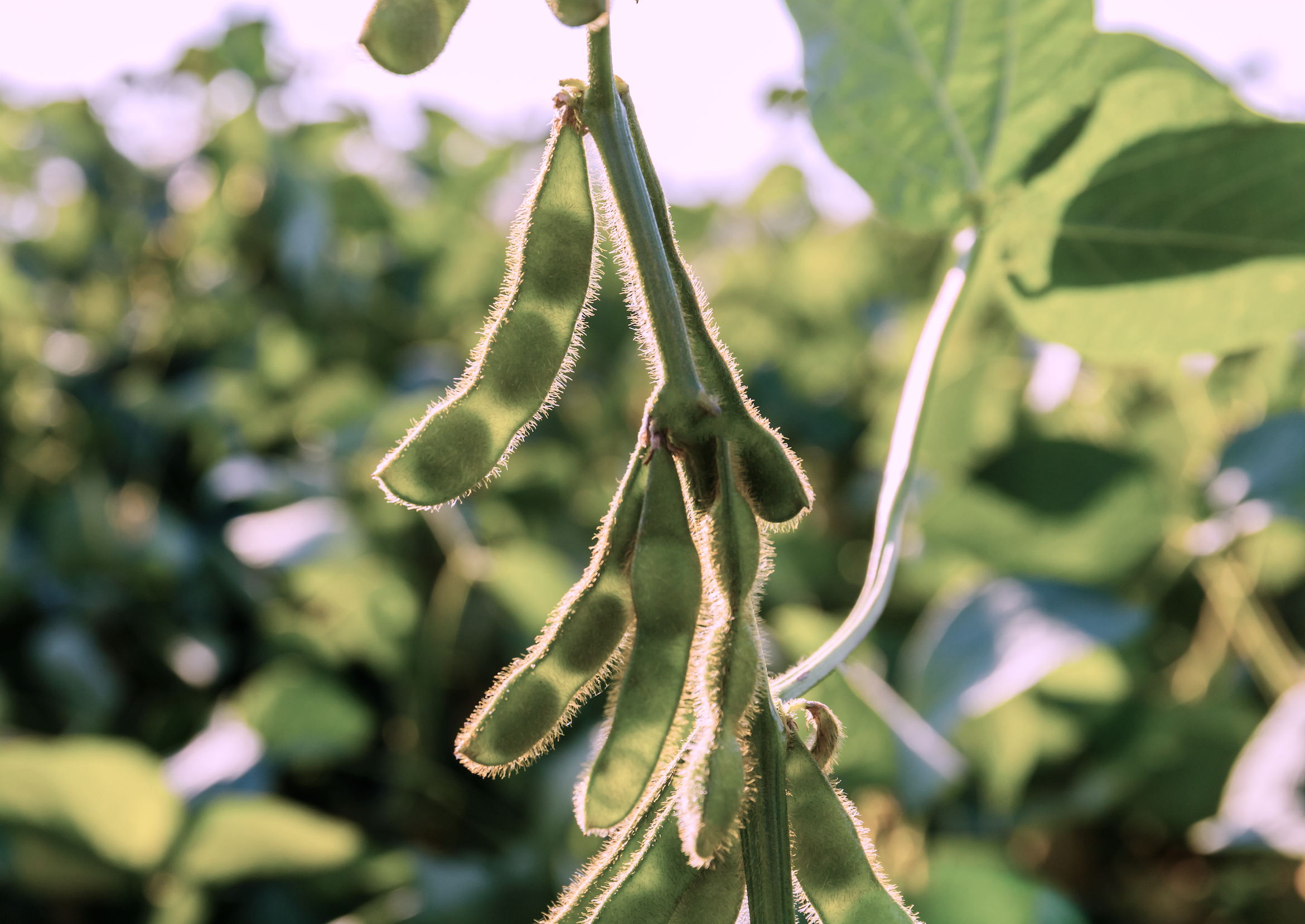 Soybean pods, close up.  Agricultural soy plantation and sunshine. Soy bean plant in sunny field . Green growing soybeans against sunlight. Green immature soybeans in the pods