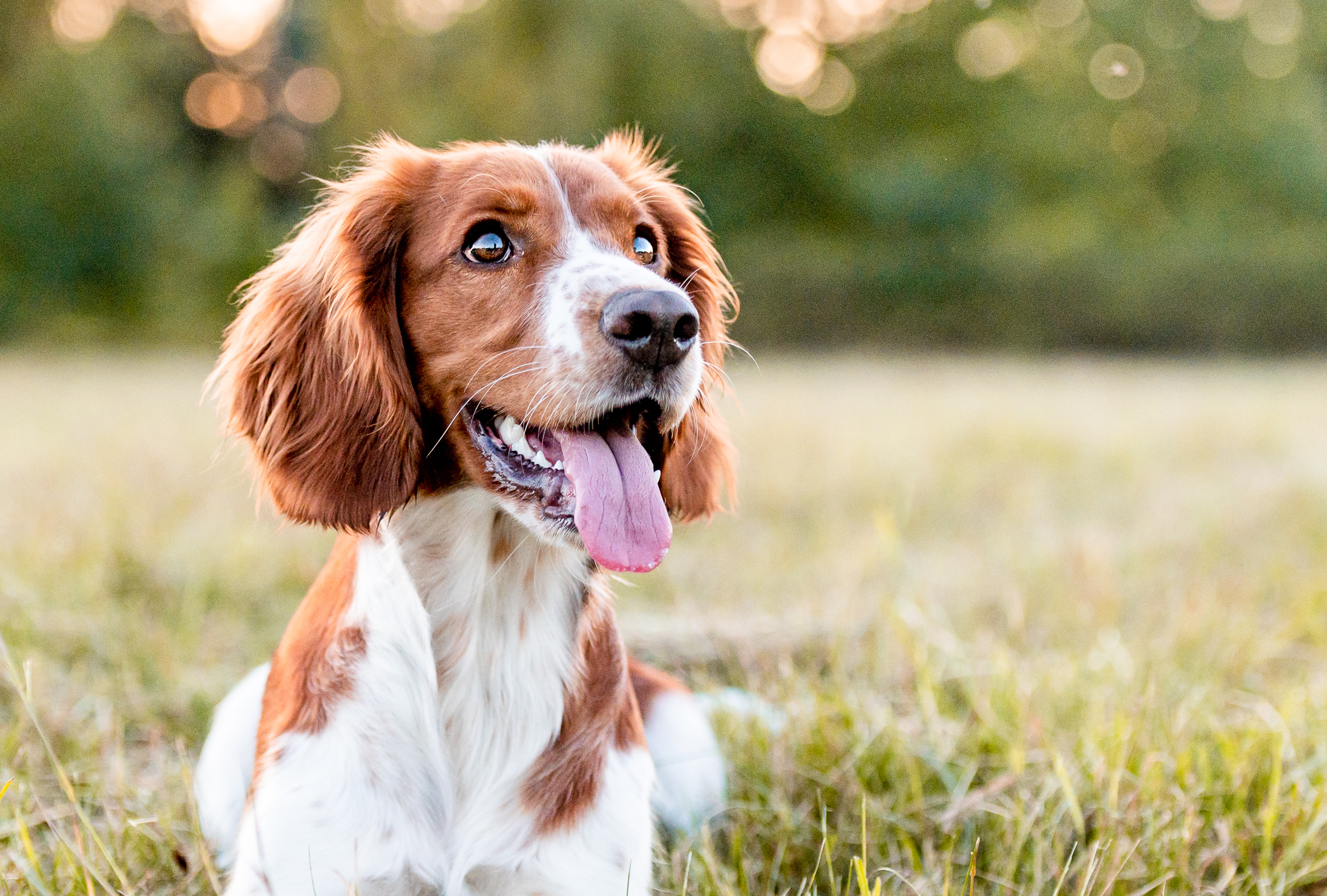 stock springerspaniel SMLL