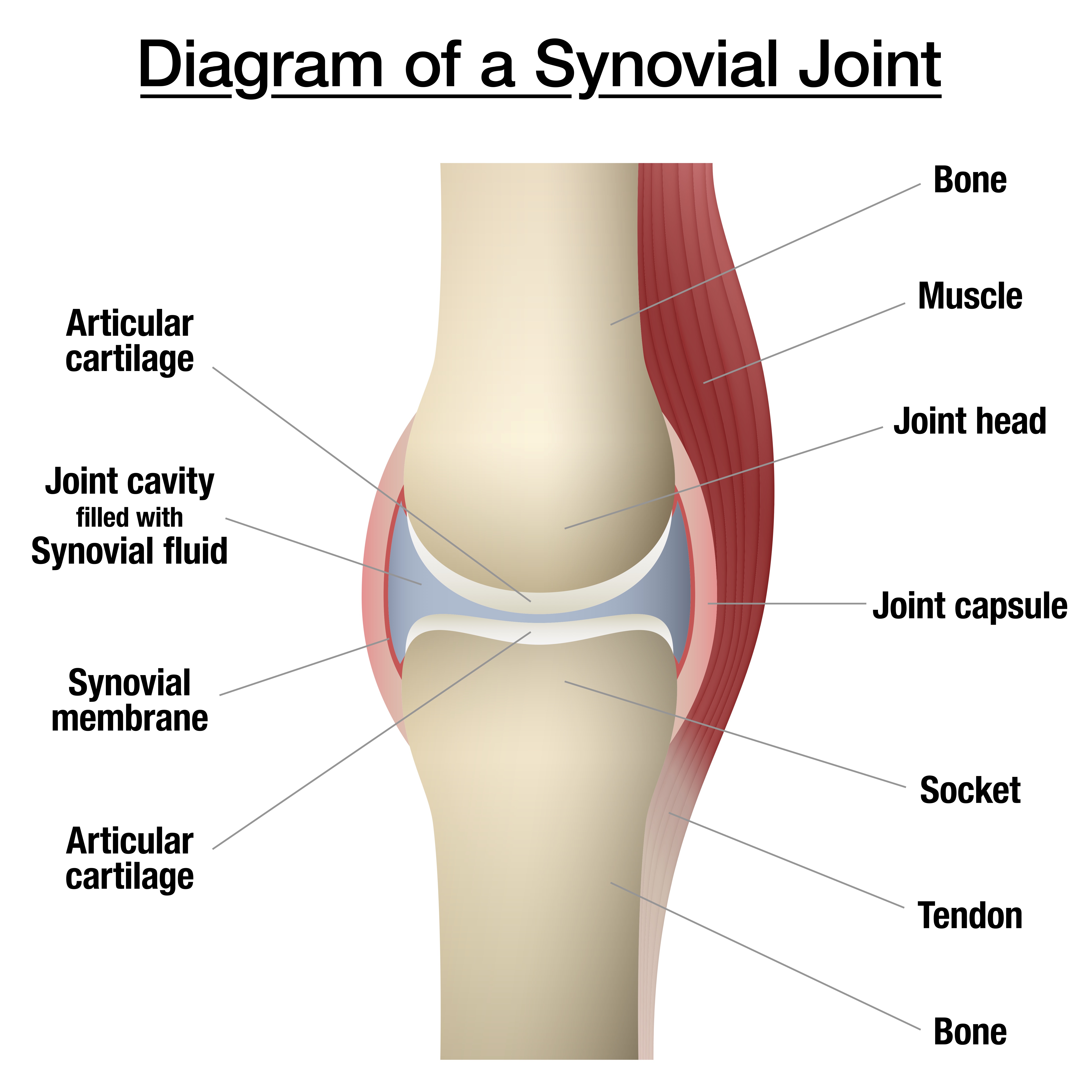 stock synovialjoint SML