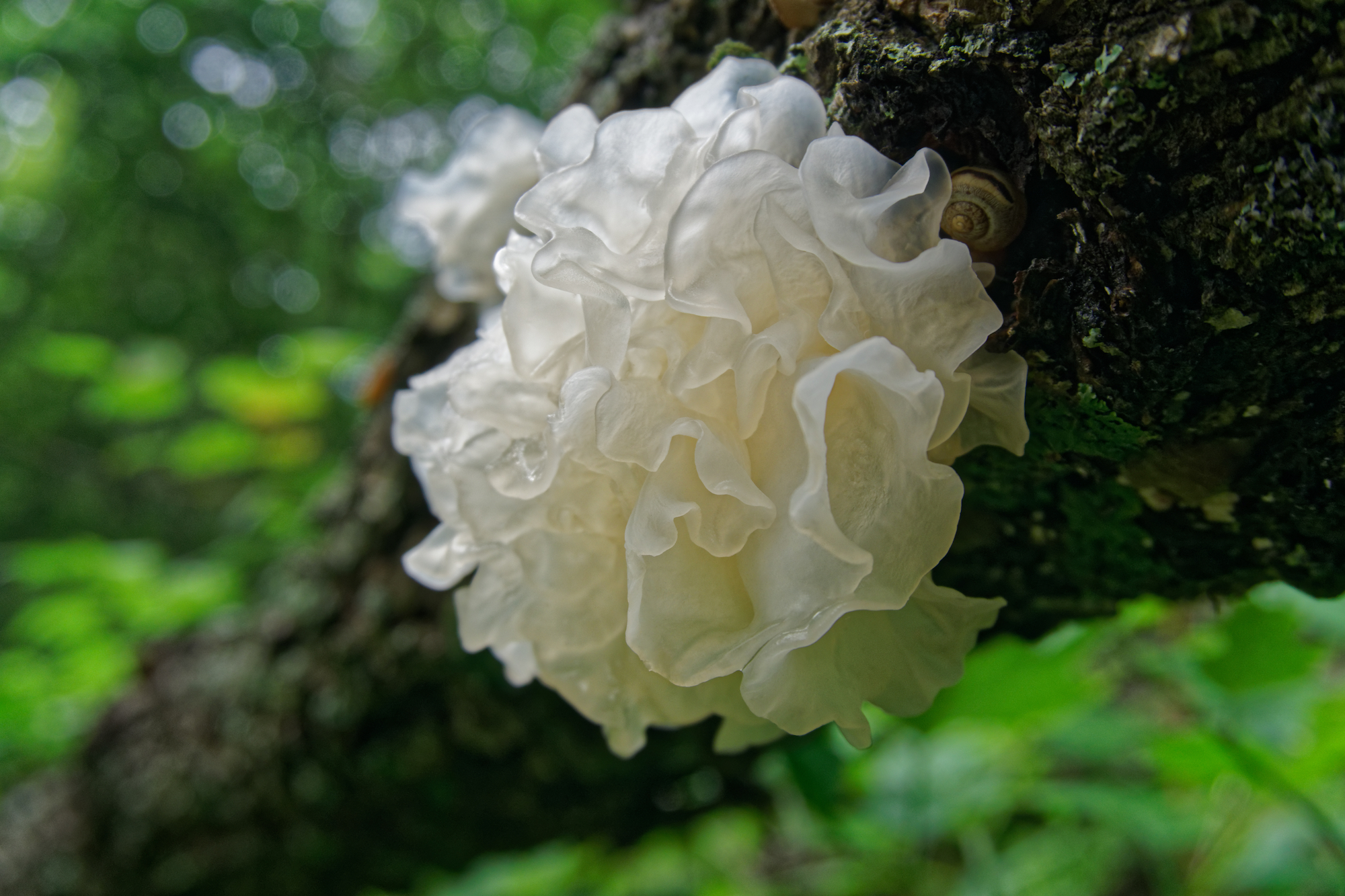 Chinese gelatinous fungi. Tremella fuciformis                                      