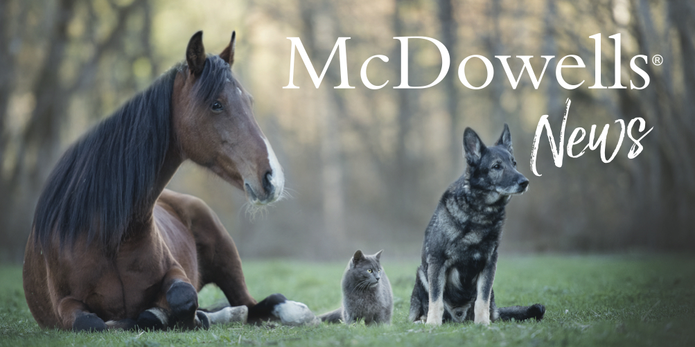 strip McDowells Newsletter header