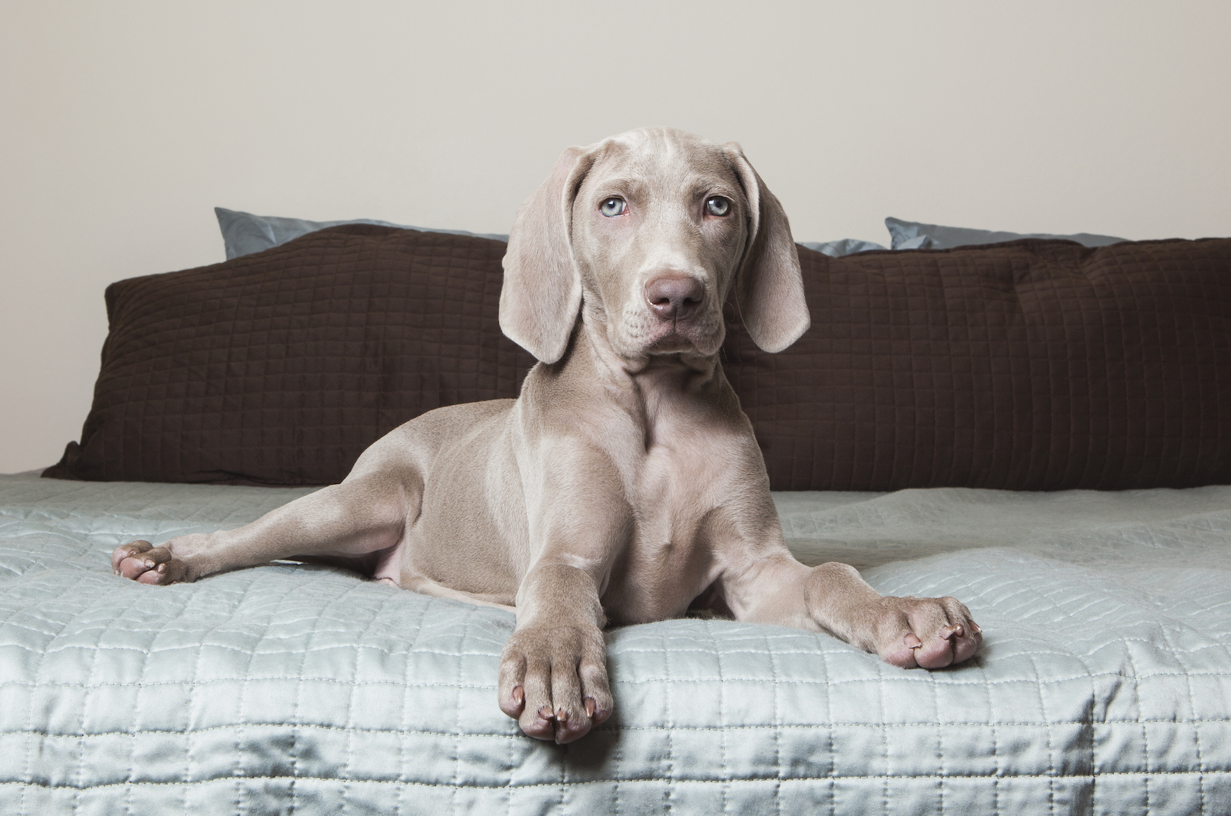 weimaraner puppy copy